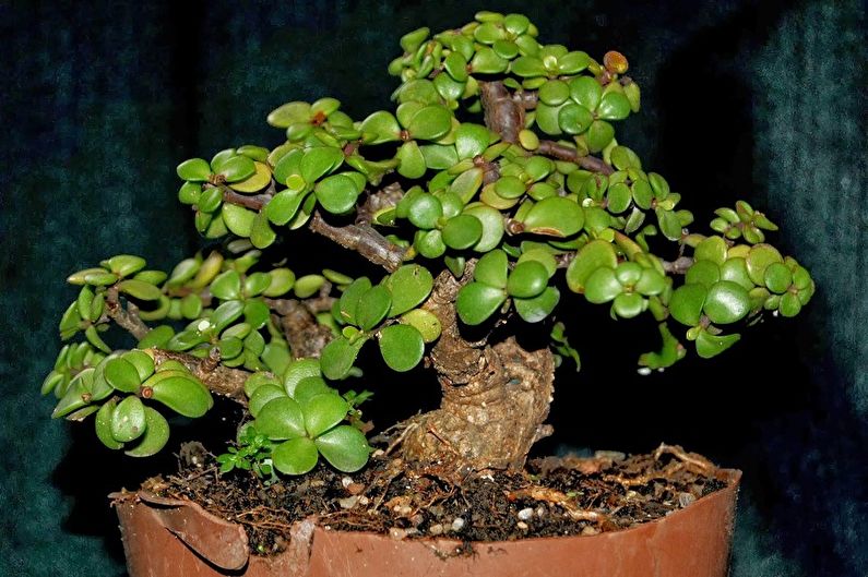 Espèces de plantes succulentes - Portulacaria