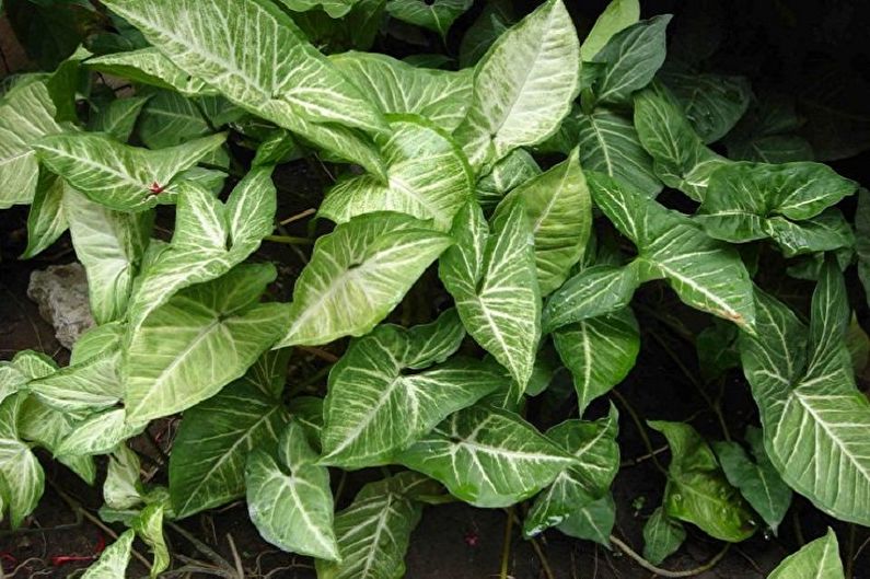 Syngonium - Plantes d'intérieur grimpantes, décoratives à grandes feuilles