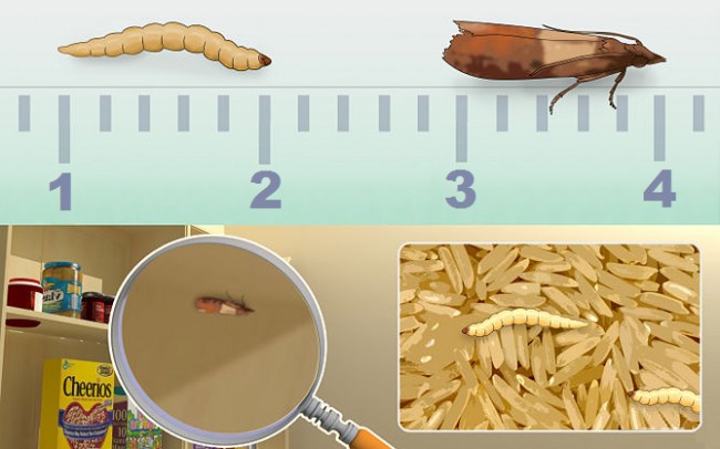 Larves et papillons adultes - le plus souvent jusqu'à 1 cm de taille.Il est plus difficile de remarquer les larves, vérifiez donc périodiquement leur présence dans les conteneurs contenant des produits en vrac.