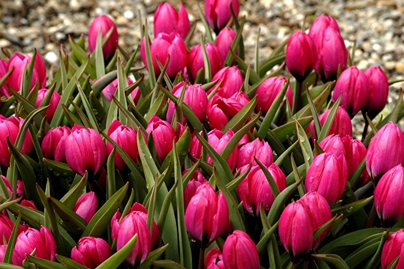 Fleurs vivaces pour une résidence d'été et un jardin - Tulipes