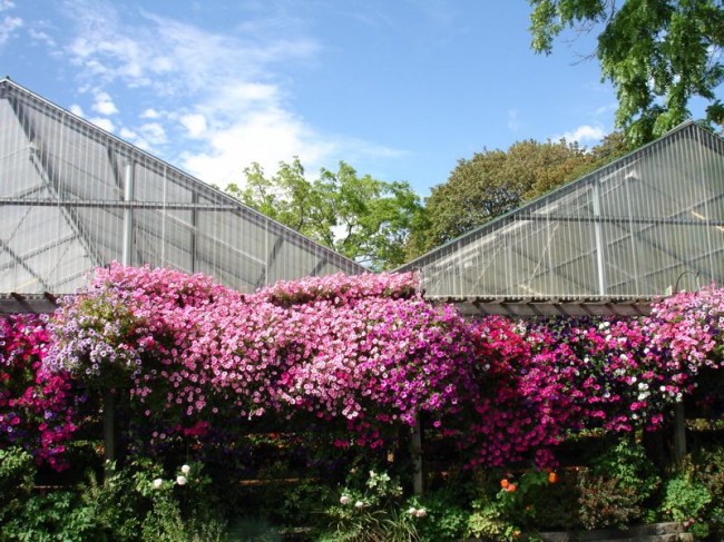 Clôture de fleurs de pétunia