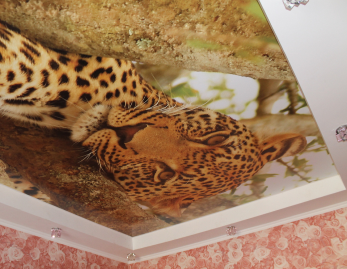 tissu extensible à imprimé léopard