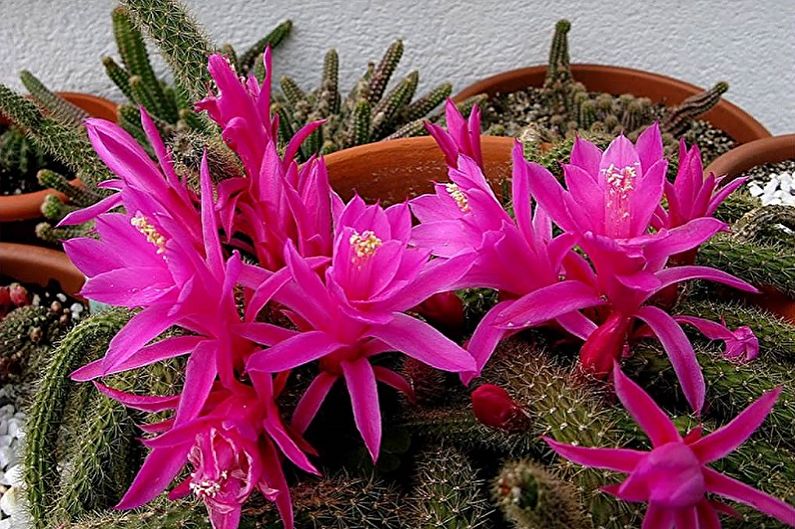Accueil cactus - Aporocactus