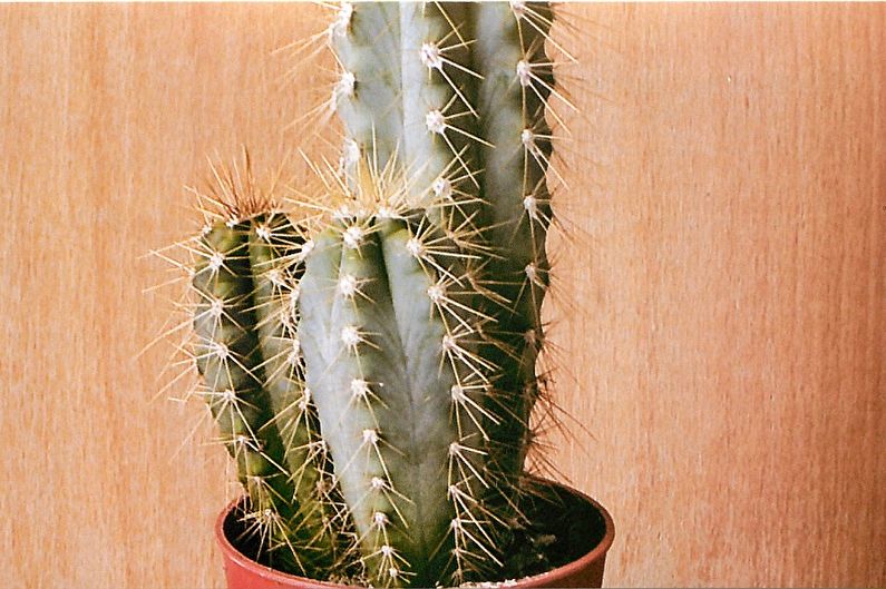 Accueil cactus - Trichocereus