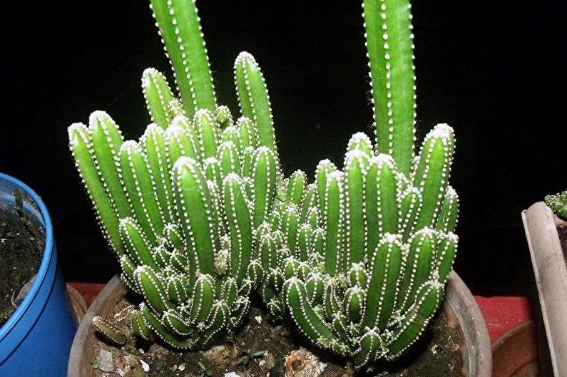 Accueil cactus - Cereus