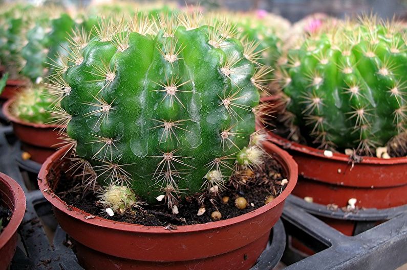 Entretien des cactus à domicile