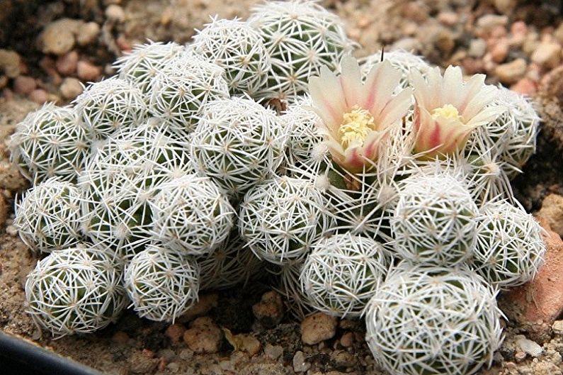 Accueil cactus - Mammillaria