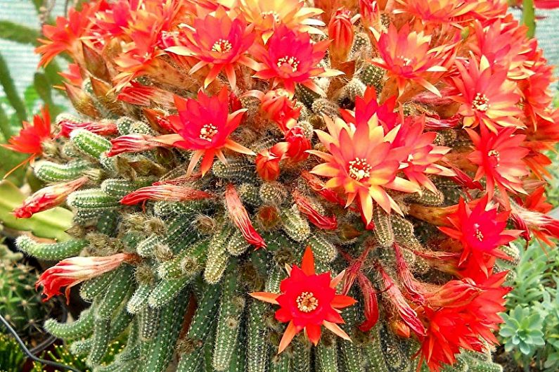 Accueil cactus - Chamecereus Silvestri