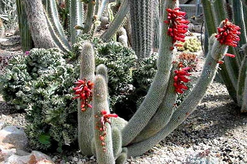 Cactus domestiques - Cleistocactus de Strauss