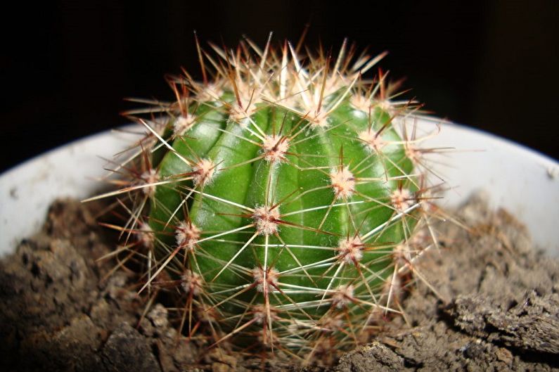 Entretien des cactus à domicile