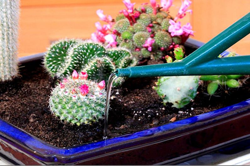Accueil cactus - Arrosage et humidité