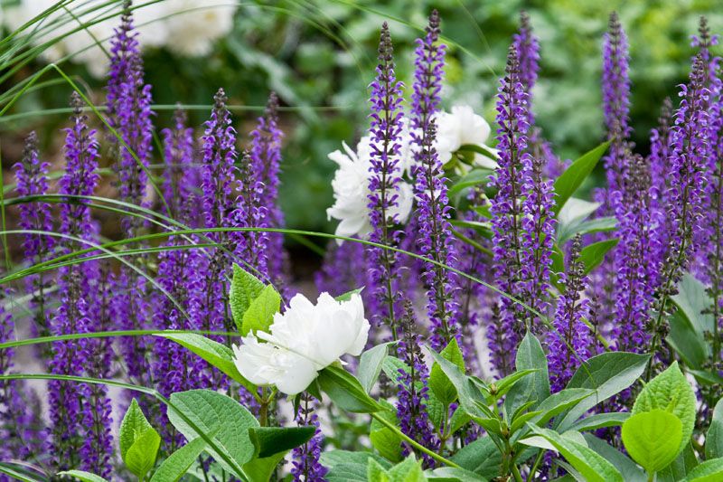 Des lupins densément plantés créeront un véritable tapis floral dans le jardin