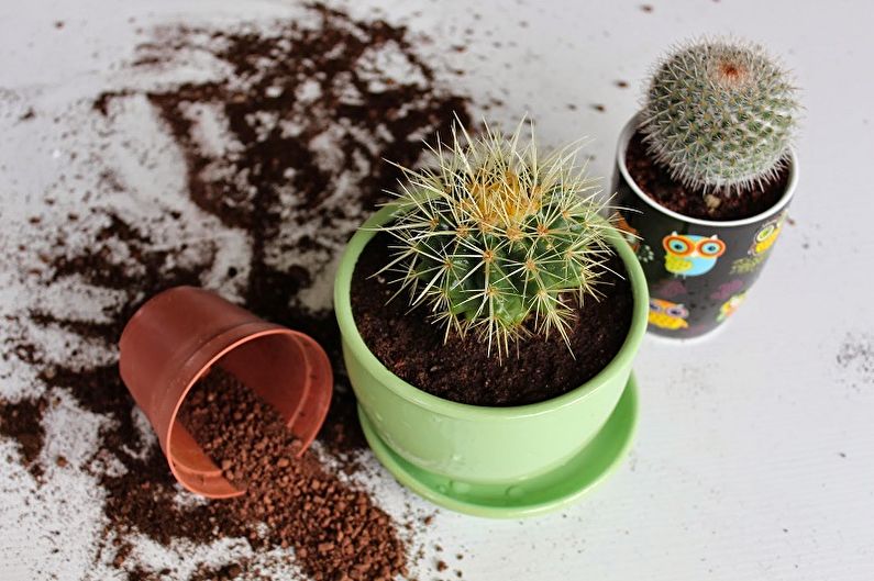 Cactus à la maison (90 photos): types, soins et arrosage