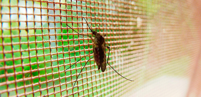 Il est difficile d'imaginer une fenêtre moderne sans protection contre les moustiques et les mouches