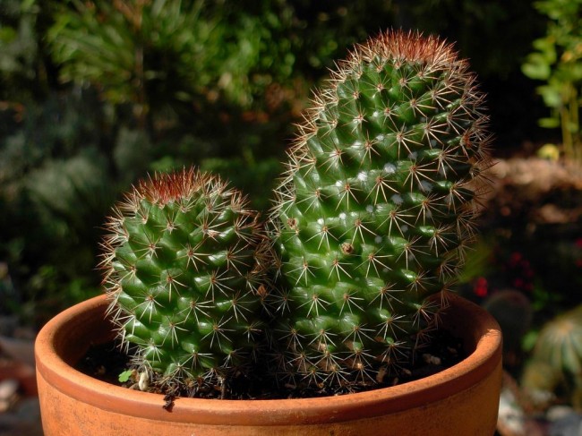 Le cactus est considéré comme une plante sans prétention, c'est donc un plaisir de le cultiver.