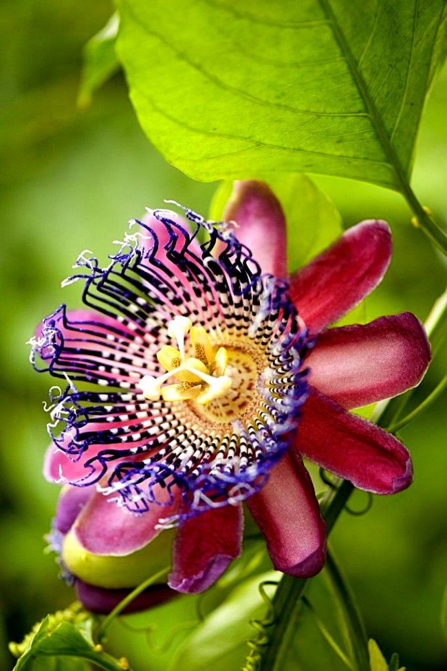 Ce n'est pas pour rien que le nom de la plante est traduit par la fleur de la passion - elle attire et séduit par son apparence extraordinaire 