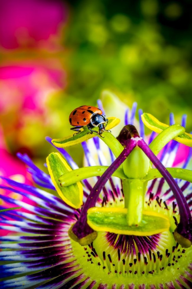 La fleur exotique attire les insectes avec son parfum enchanteur