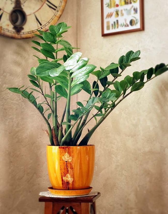 Zamioculcas est une plante très belle et élégante