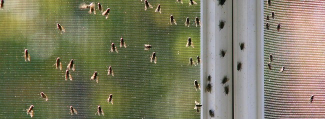Comment se débarrasser des mouches dans la maison.  Les moyens de barrière contre les mouches adultes en été pour une maison privée sont simplement obligatoires, mais la prévention de leur reproduction à l'intérieur de la maison doit être effectuée