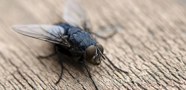 Comment se débarrasser des mouches dans la maison.  La mouche domestique (lat.Musca domestica) est un insecte synanthrope, c'est-à-dire qu'elle vit à côté d'une personne et qu'elle ne se produit pratiquement pas à l'état sauvage.