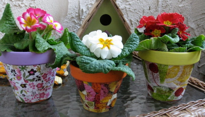 fleurs en pots