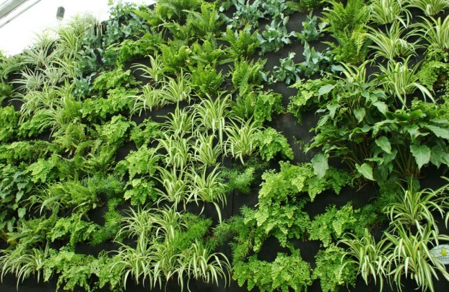 Mur végétal décoré de plantes ornementales, dont le chlorophytum 
