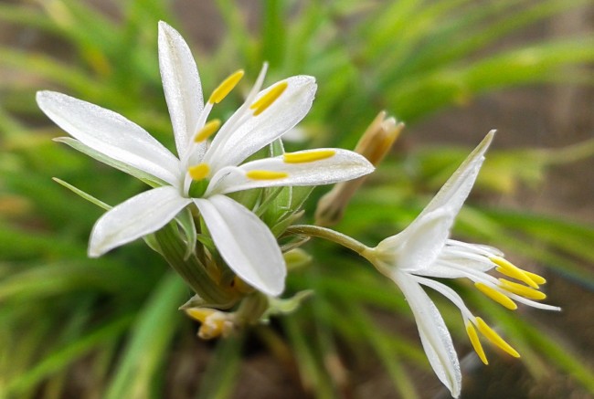 Fleurs blanches délicates de chlorophytum