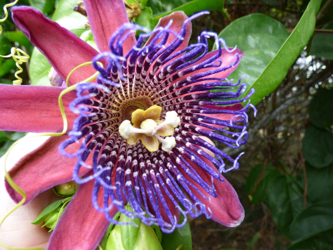 La passiflore n'est pas seulement une belle fleur décorative qui est cultivée à la maison, mais aussi une plante très utile.