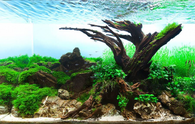 Les racines sont souvent utilisées pour décorer le monde sous-marin domestique.