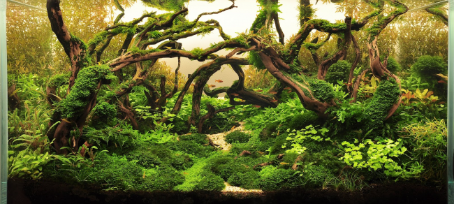Belle composition de racines et d'algues