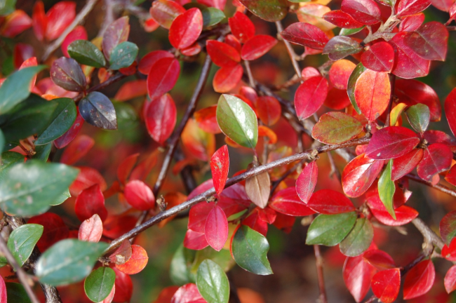 Les feuilles des arbustes deviennent rouge vif en automne