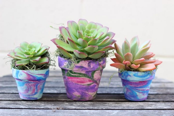 succulentes dans des pots colorés