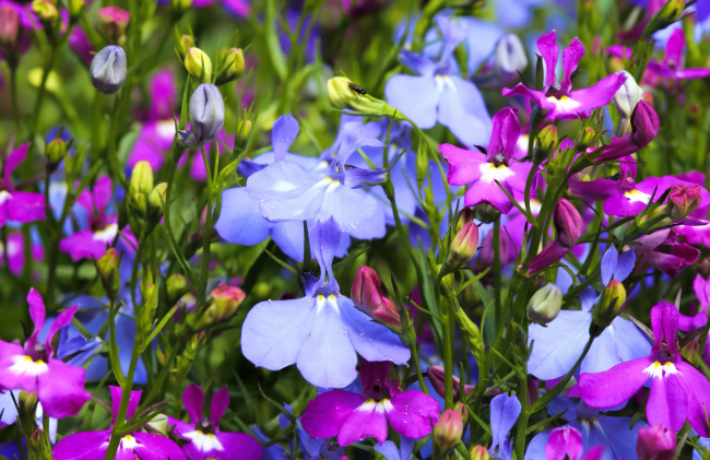 Lobelia à fleurs bleu pâle et violet