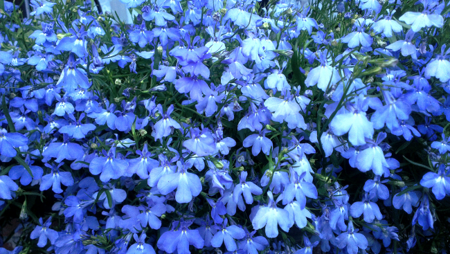 Lobelia Erinus à fleurs bleues