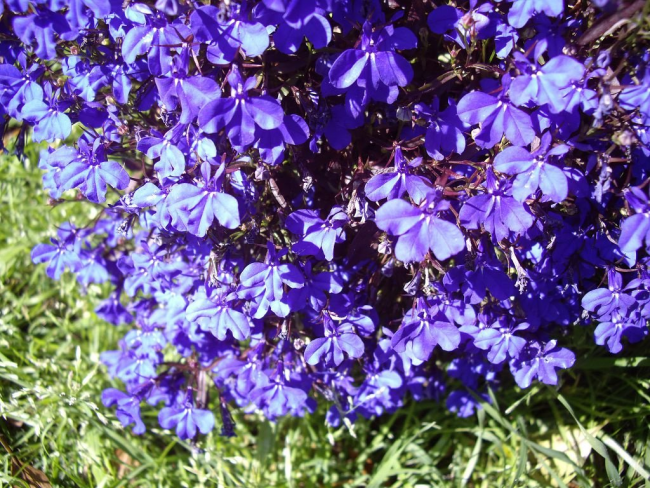 Lobelia aux fleurs lilas