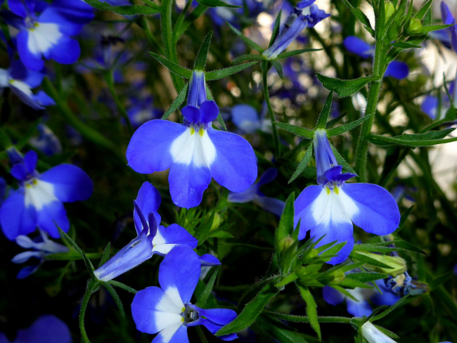 Fleurs de lobélie bleue avec une tache blanche à la base du pétale