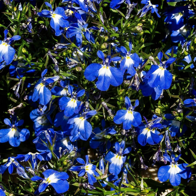 Les fleurs de Lobelia sont bleu vif avec des taches blanches à la base