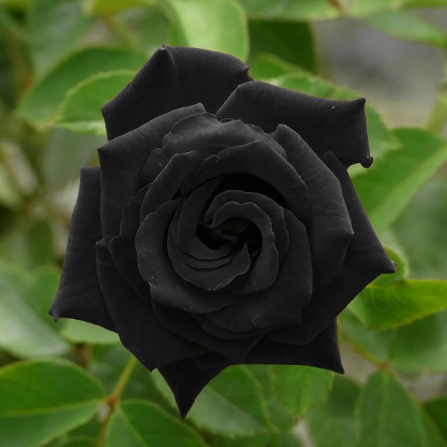 Superbe rose noire Halfeti
